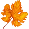 🍁