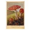 🍄