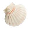 🐚