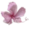 🌺