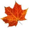 🍁