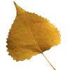 🍂