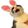 🐇