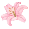 🌸