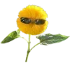 🌼