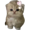 🐱