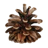 🌲