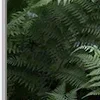 🌿