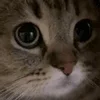 🐱