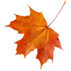 🍁