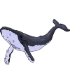 🐋