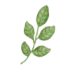 🌿