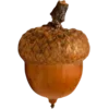 🌰
