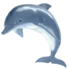 🐬