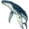🐋