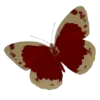 🦋