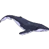 🐋