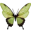 🦋