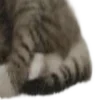 🐱