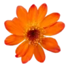 🌺