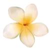 🌼