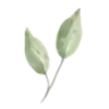 🌱