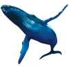 🐋