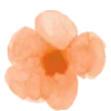 🌼