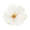 🌺