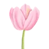 🌷