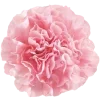 🌸