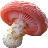 🍄