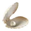 🐚