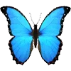 🦋