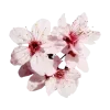 🌸