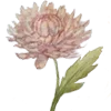 🌼