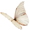 🦋