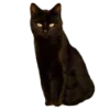 🐱