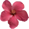 🌺