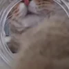 👃