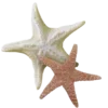 ⭐️