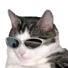 😎