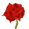 🌹