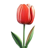 🌷