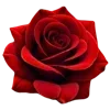 🌹