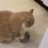 🍴