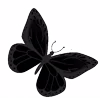 🦋