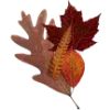 🍁