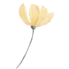 🌷