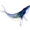 🐋